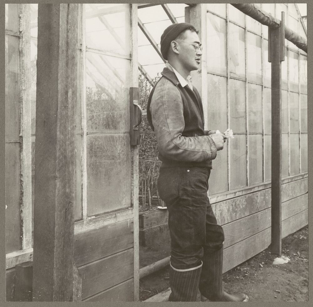 Mission San Jose, Calif. Apr. 1942. An evacuee ready to close the doors of his greenhouse on a truck farm in Santa Clara…