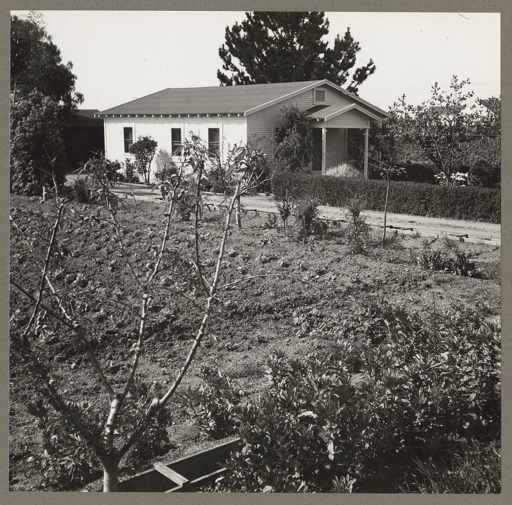 Mountain View, Calif. Apr. 1942. A Santa Clara County berry farm leased by its owner, of Japanese descent, to a Caucasian…