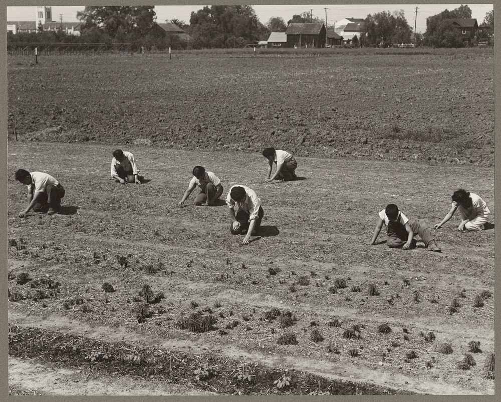 Mountain View, Calif. 1942(?). Members of the Shibuya family weeding a field on a ranch which they owned prior to evacuation…