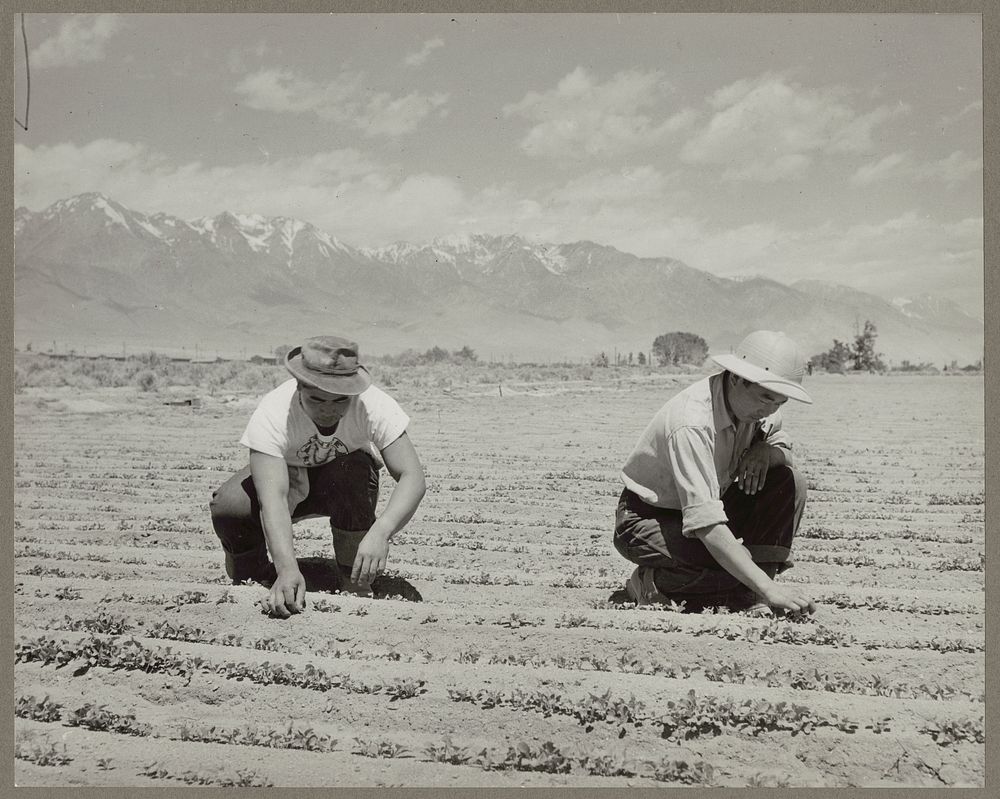 Manzanar, Calif. June 1942. Ichiro Okumura, 22, left, from Venice, Calif., and Ben Iguchi, 20, from Saugus, thinning young…