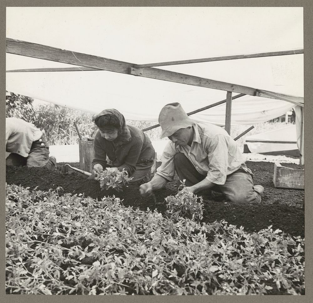 San Leandro, Calif. Apr. 1942. Bunching young tomato plants on an Alameda County farm for one of the last shipments to…