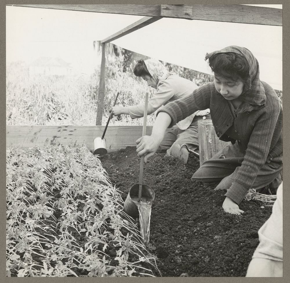 San Leandro, Calif. Apr. 1942. Girls watering young tomato plants on a farm in Alameda County, prior to evacuation of…