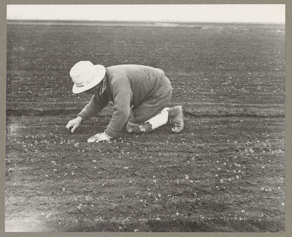 Stockton, Calif. Apr. 1942. A so-called "stoop" laborer weeding a celery field, a type of labor many persons of Japanese…