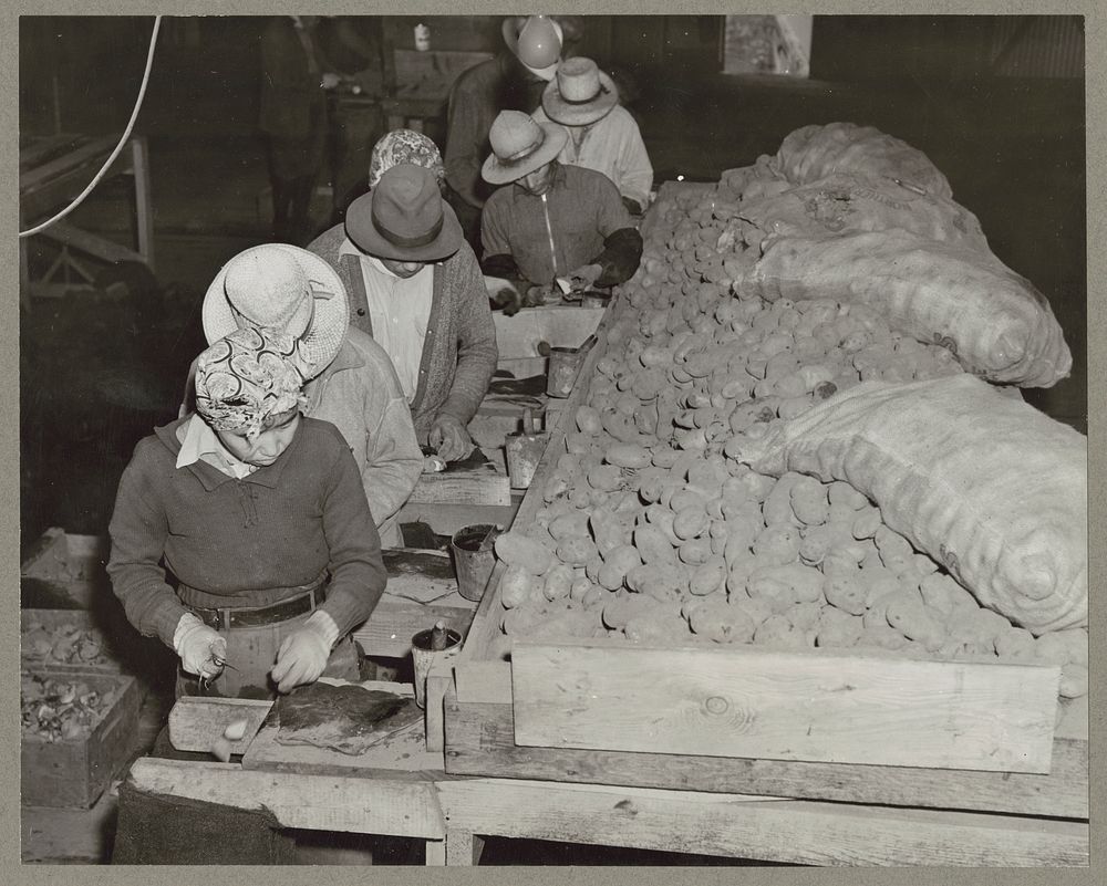 Stockton, Calif. Apr. 1942. Cutting potato seed on an industrialized farm where, before evacuation, persons of Japanese…