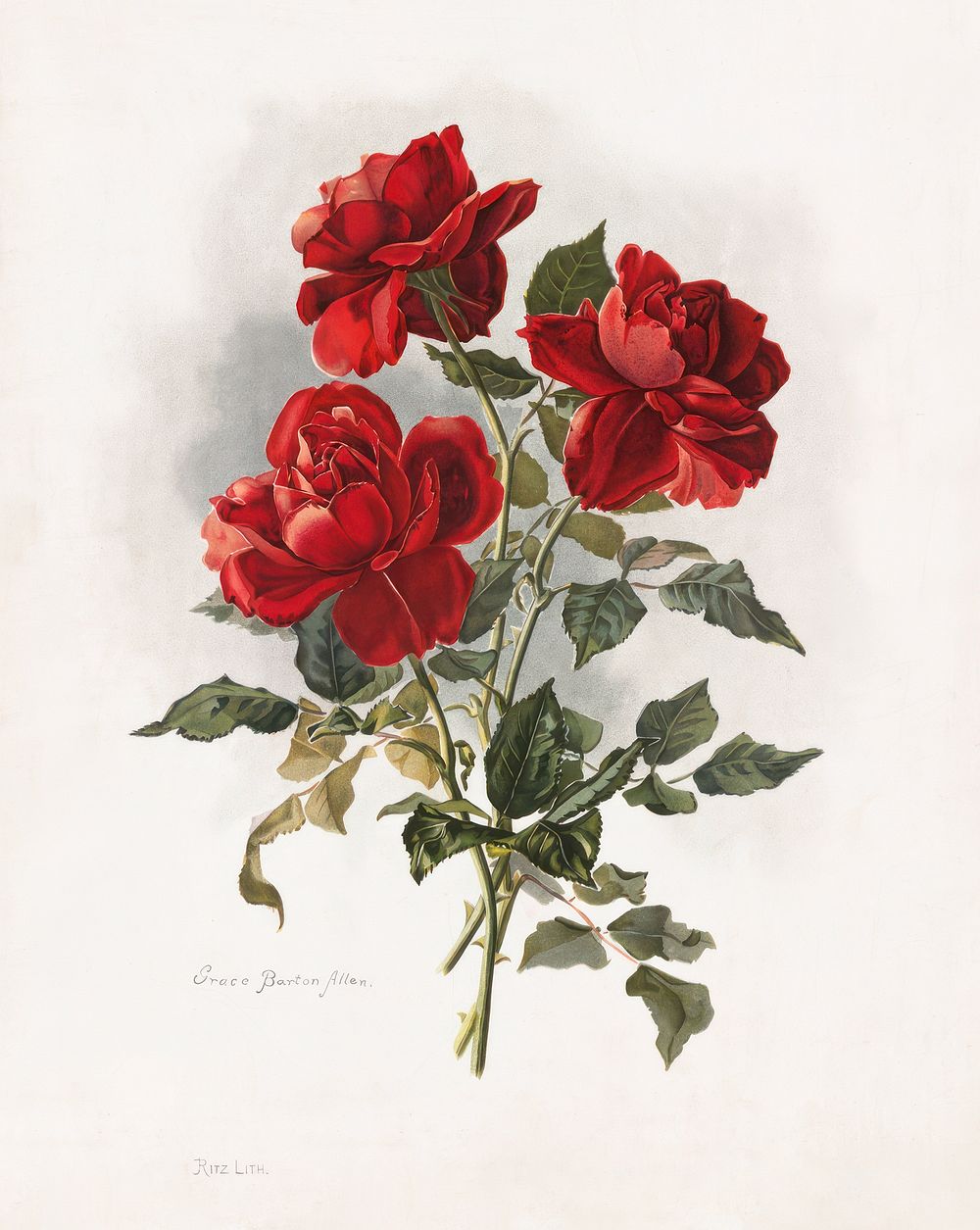 Red Roses (1861-1897), vntage flower illustration by Grace Barton Allen. Original public domain image from Wikimedia…