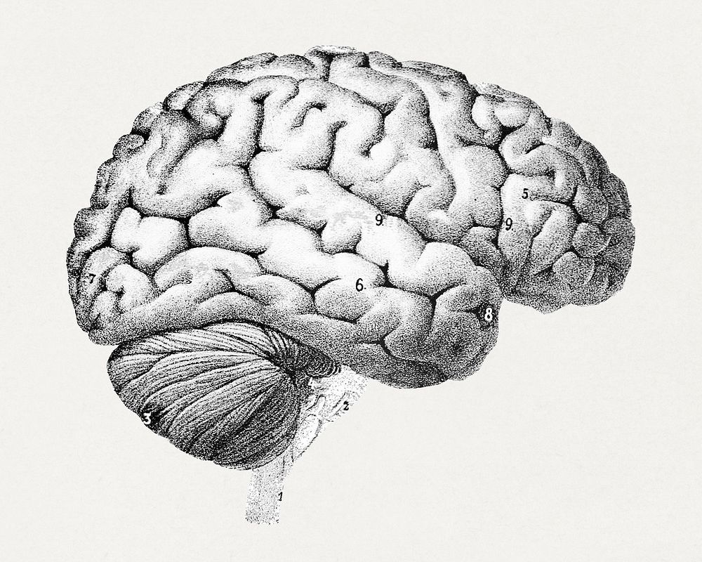Outer surface of the human brain (1894-1895), vintage medical illustration by Sanger Brown M.D. Original public domain image…