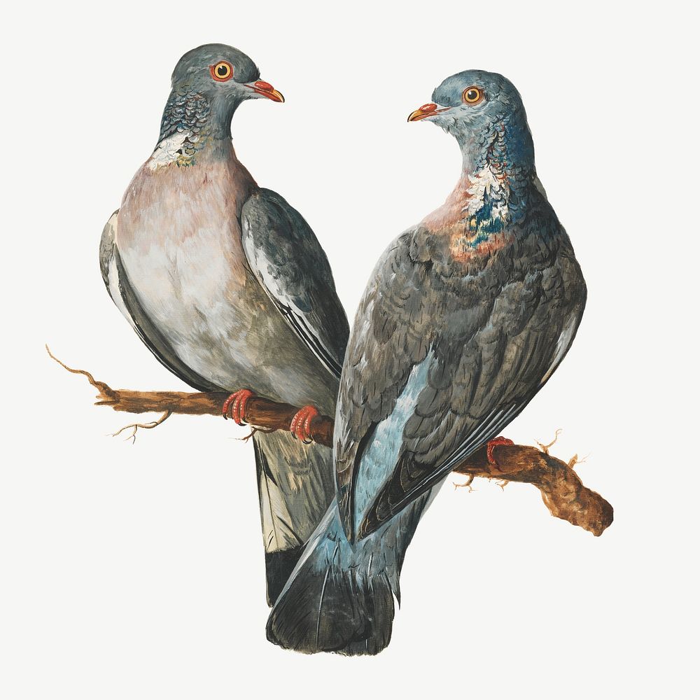 Two Wood Pigeons, vintage bird illustration by Charles Collins. psd. Remixed by rawpixel.