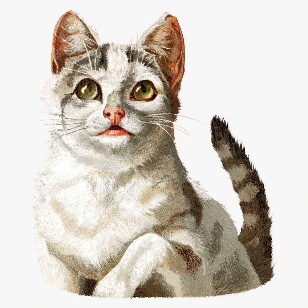 White cat, vintage animal illustration by Harry Beard. Remixed by rawpixel.