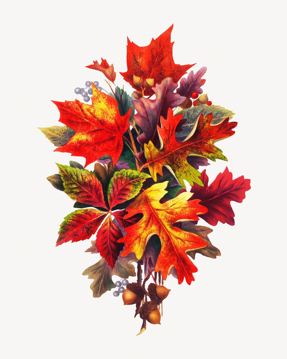 Autumn leaves, vintage botanical illustration by S. L. Bush. Remixed by rawpixel.