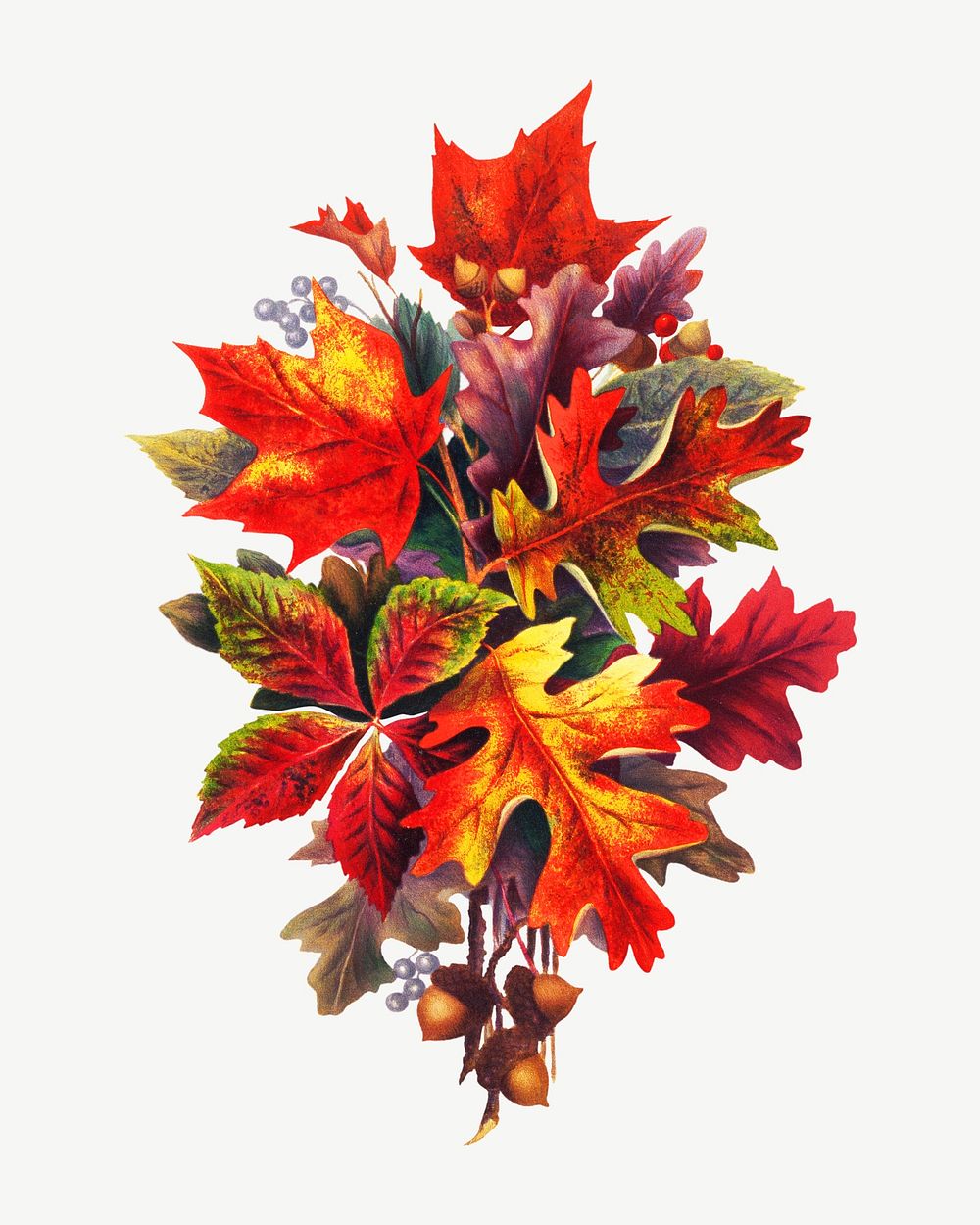 Autumn leaves, vintage botanical illustration by S. L. Bush psd. Remixed by rawpixel.