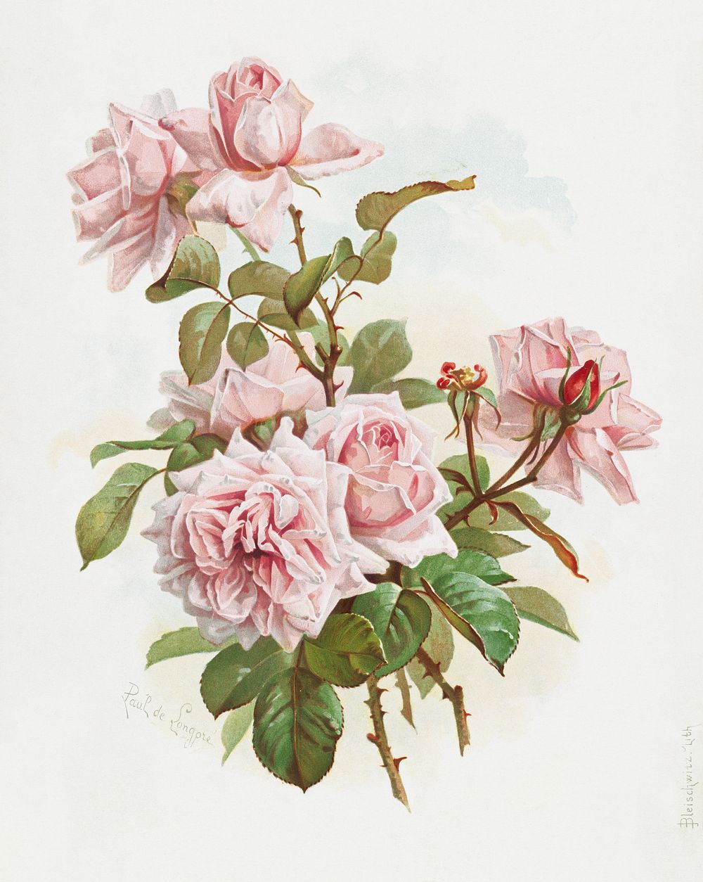 Pink roses; La France roses (1861&ndash;1897), vintage flower illustration by  J. Bleischwitz. Original public domain image…