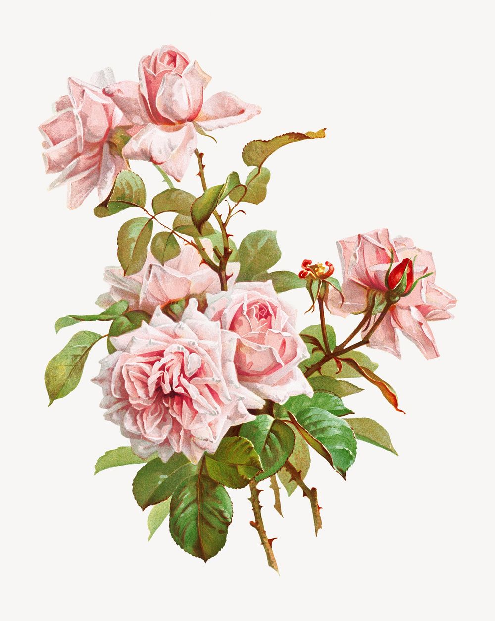 Pink roses; La France roses, vintage flower illustration by J. Bleischwitz. Remixed by rawpixel.