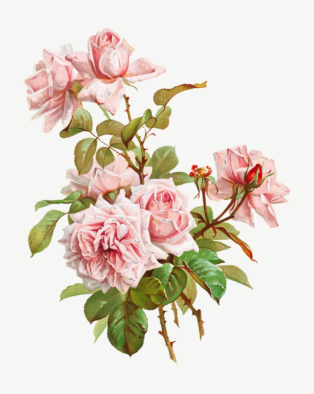 Pink roses; La France roses, vintage flower illustration by J. Bleischwitz psd. Remixed by rawpixel.