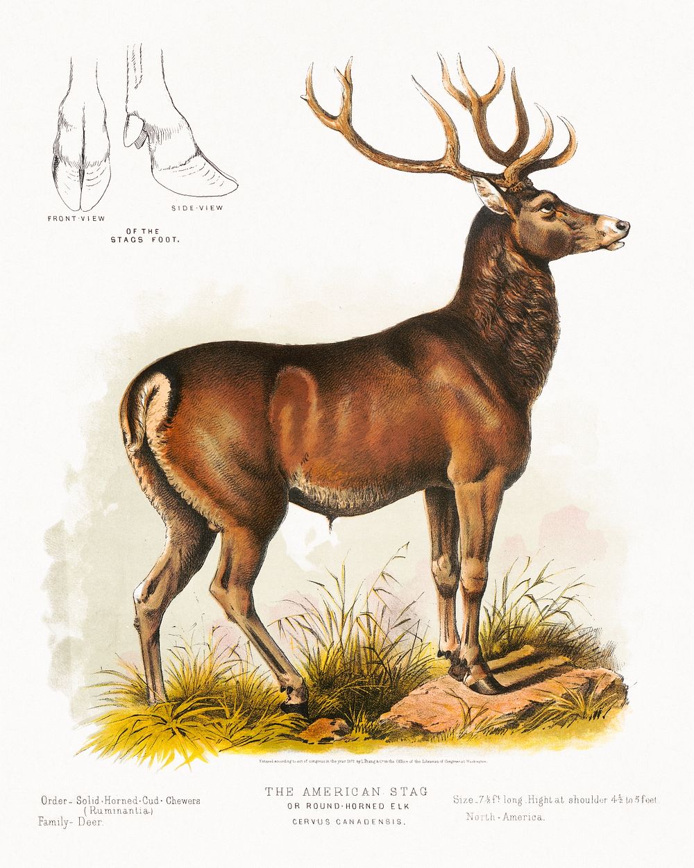 The American stag or round-horned elk - Cervus Canadensis (1872), vintage wild animal illustration. Original public domain…