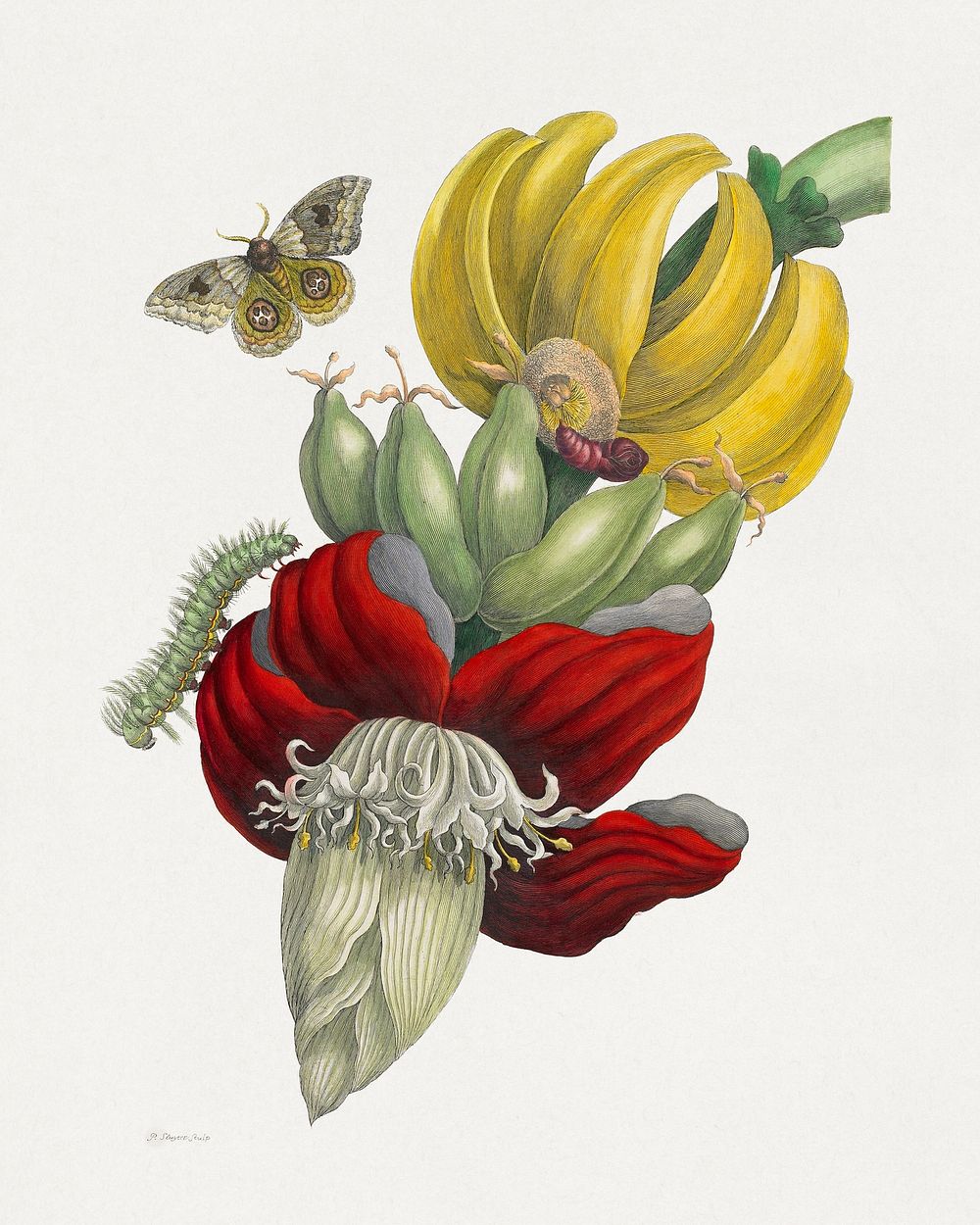 Inflorescence of Banana (1705), vintage flower illustration after Maria Sibylla Merian; Engraver: Pieter Sluyter (Sluiter).…