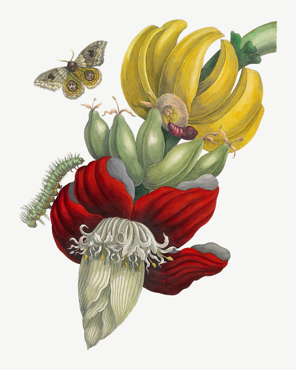 Inflorescence of Banana, vintage flower illustration after Maria Sibylla Merian psd. Remixed by rawpixel.