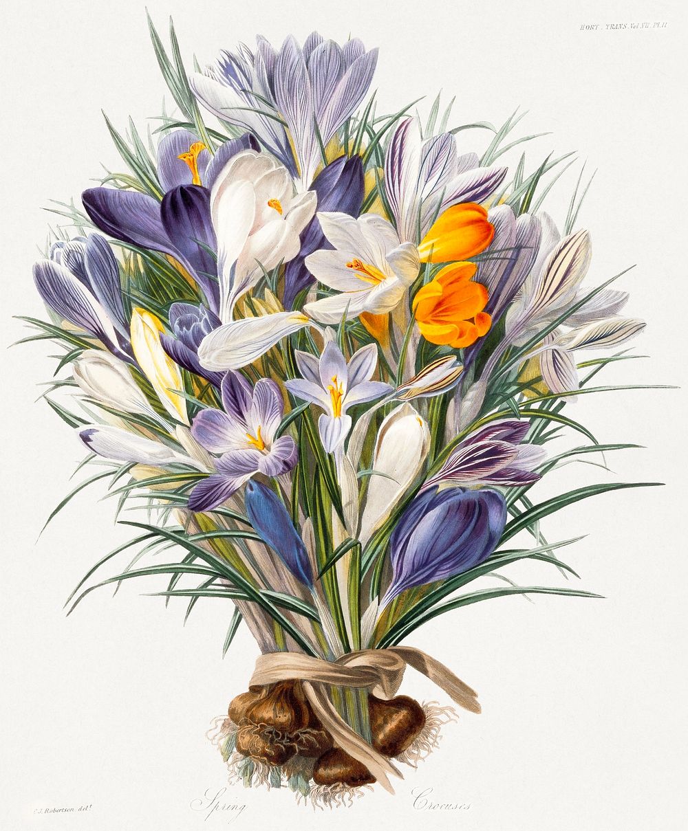 Spring Crocuses (1830), vintage flower illustration by Charles John Robertson. Original public domain image from The…