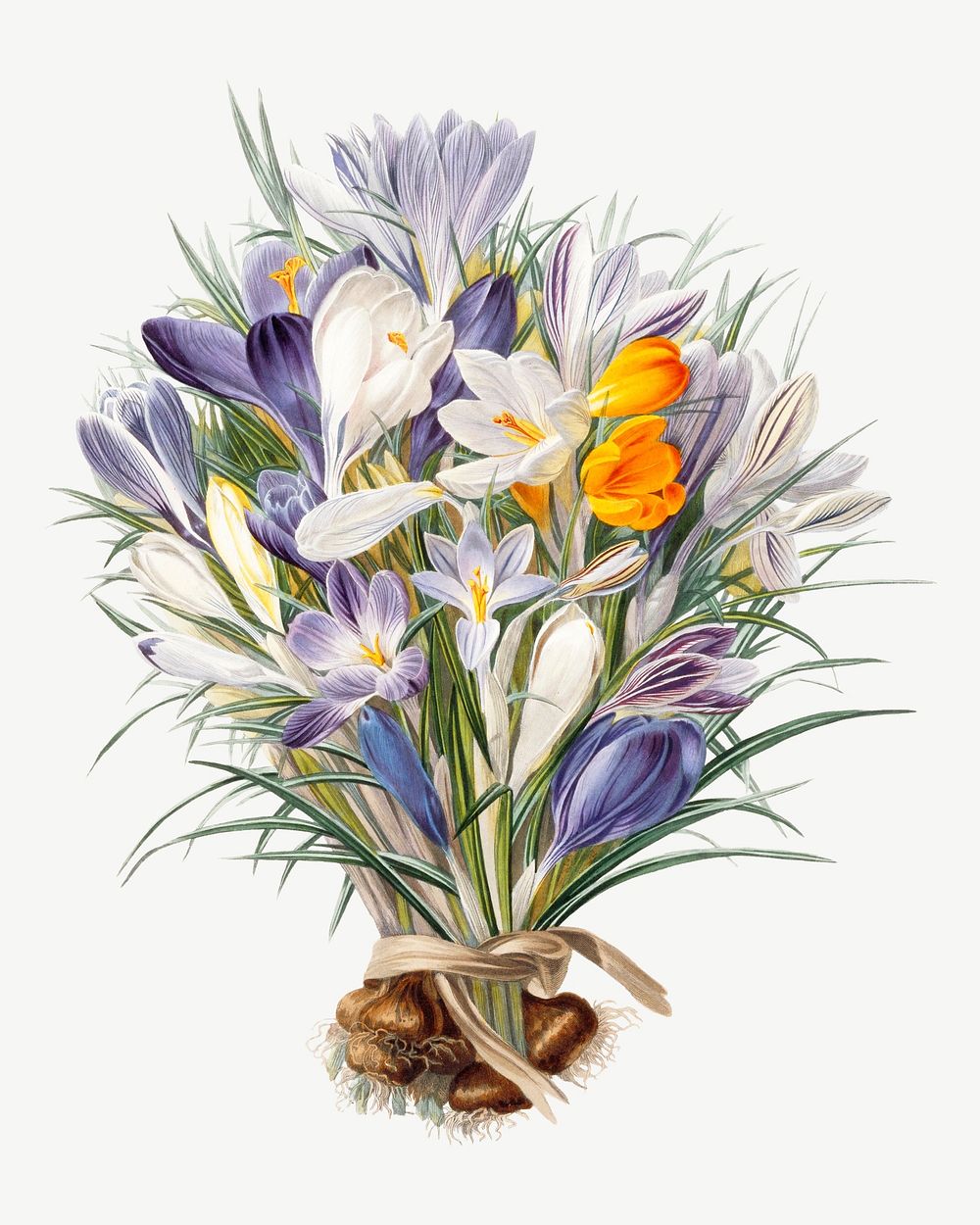 Spring Crocuses, vintage flower illustration by Charles John Robertson psd. Remixed by rawpixel.