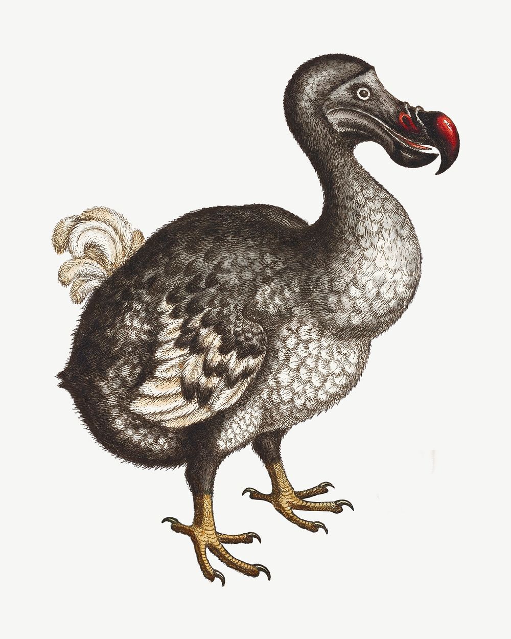 Dodo bird, vintage extinct animal illustration by George Edwards psd. Remixed by rawpixel.