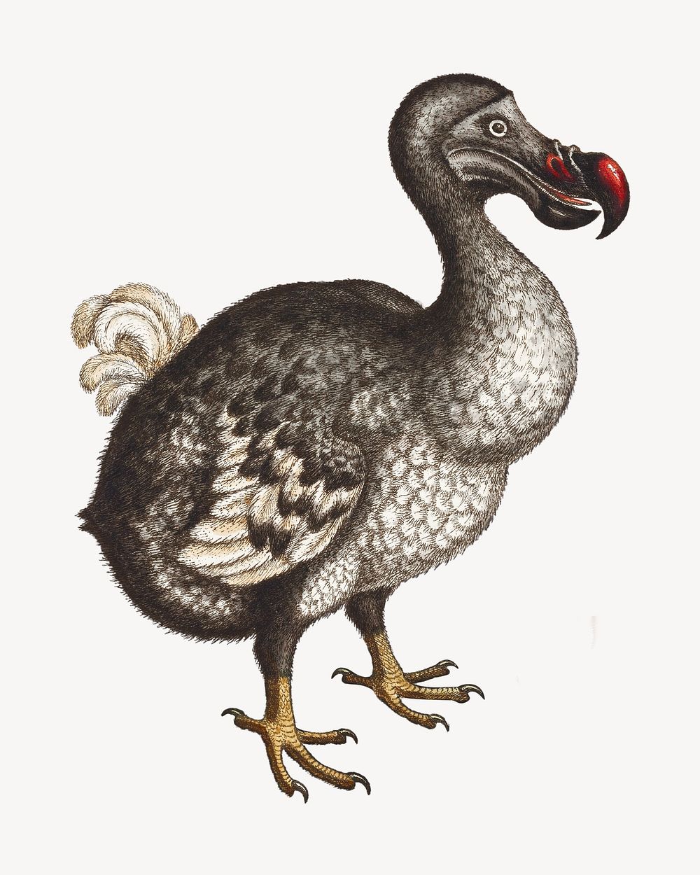 Dodo bird, vintage extinct animal illustration by George Edwards. Remixed by rawpixel.