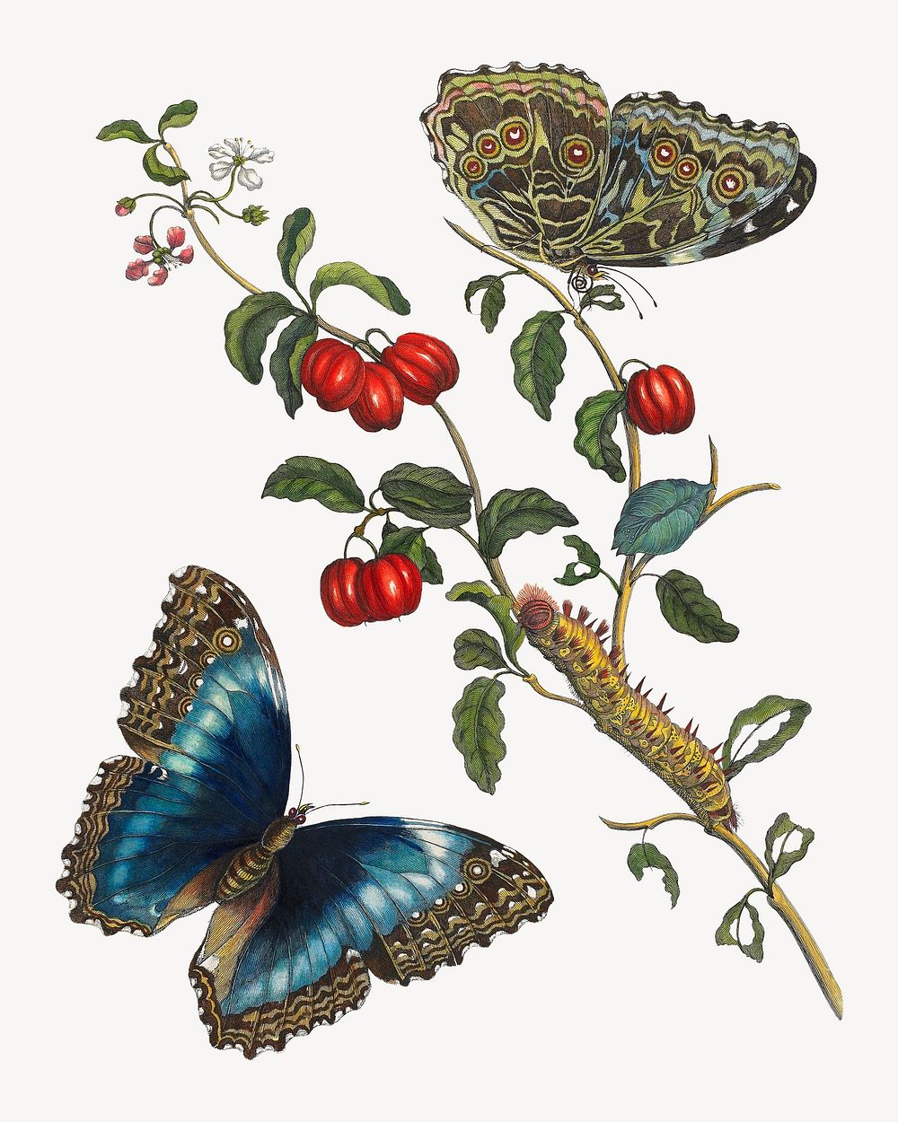 Blue Butterflies and Red Fruits, vintage botanical illustration by Maria Sibylla Merian. Remixed by rawpixel.
