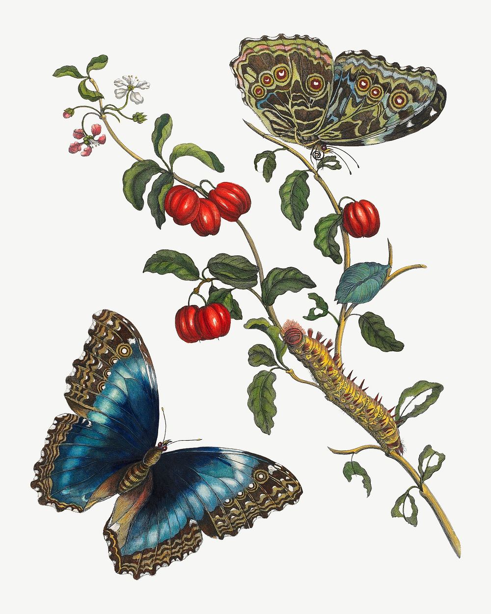 Blue Butterflies and Red Fruits, vintage botanical illustration by Maria Sibylla Merian psd. Remixed by rawpixel.
