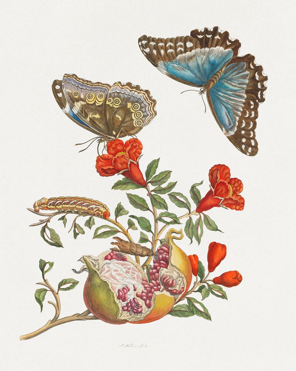 Blue Butterflies and Pomegranate (1705-1771), vintage botanical illustration by Maria Sibylla Merian; Engraver: Joseph…