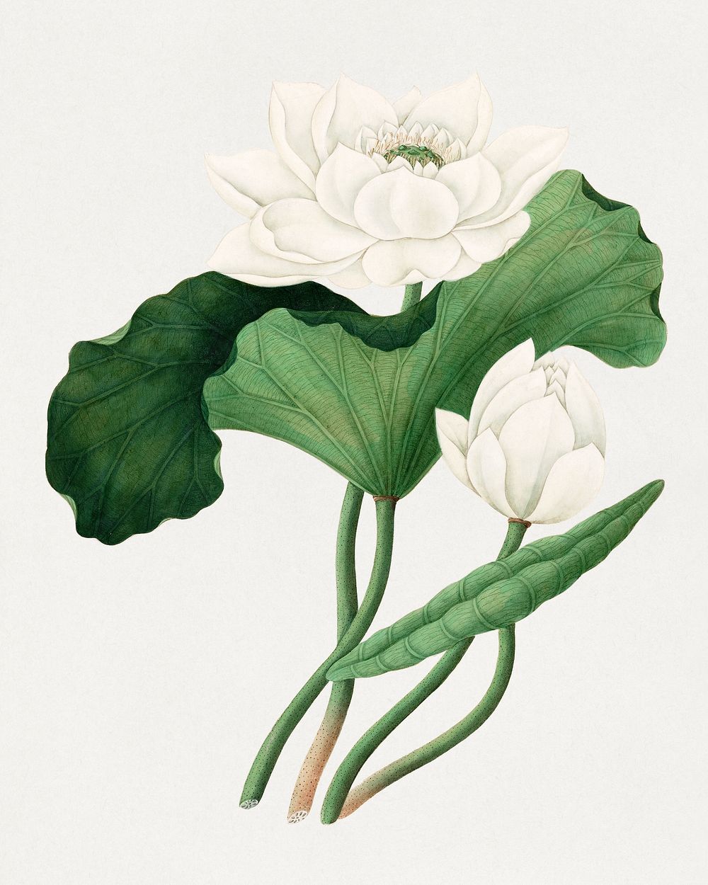 East Indian Lotus (Nelumbo nucifera)  (19th century), vintage botanical illustration. Original public domain image from the…