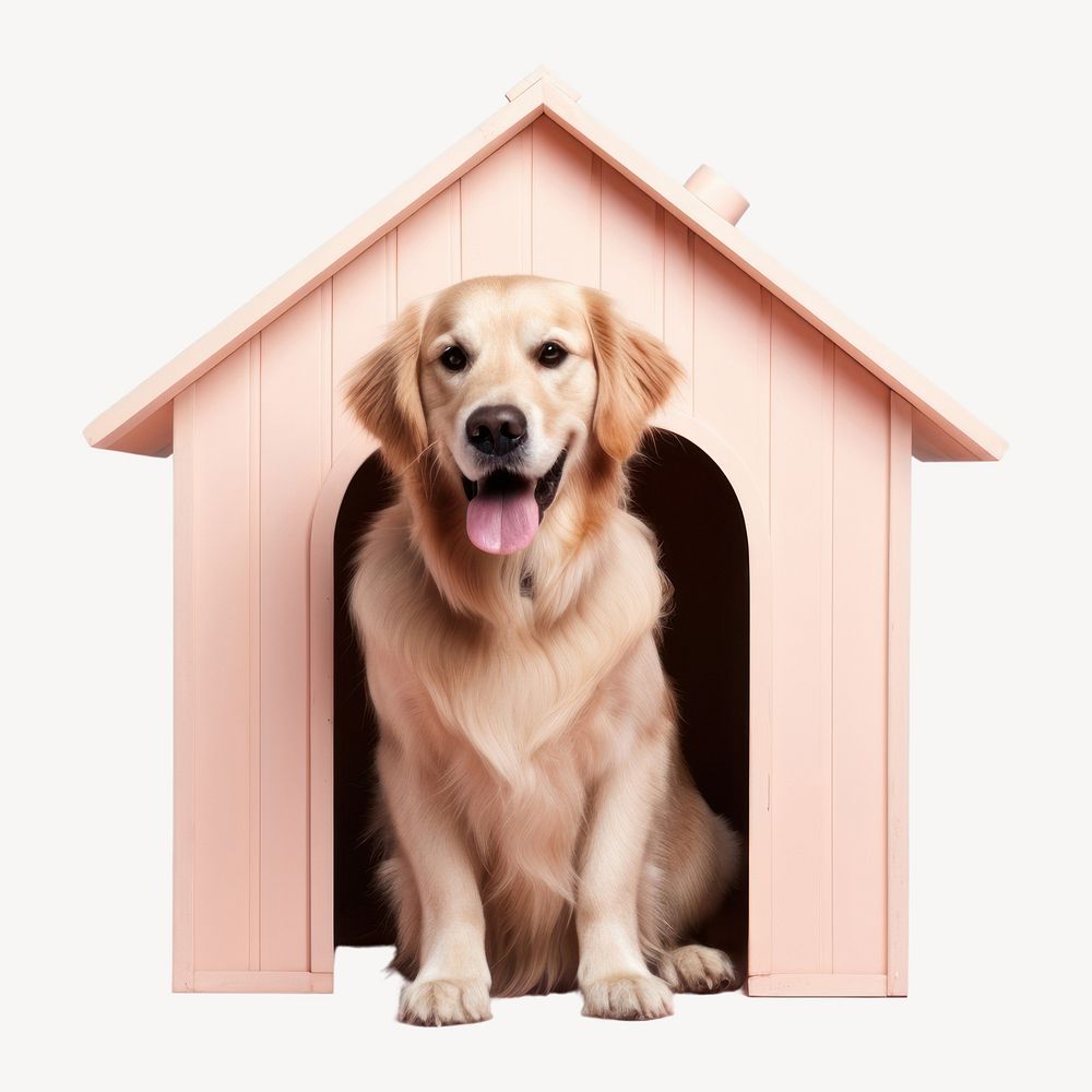 Dog retriever animal mammal. AI generated Image by rawpixel.