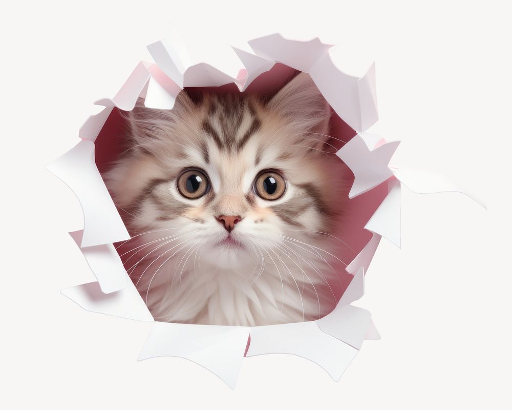 Mammal animal kitten cute. AI generated Image by rawpixel.