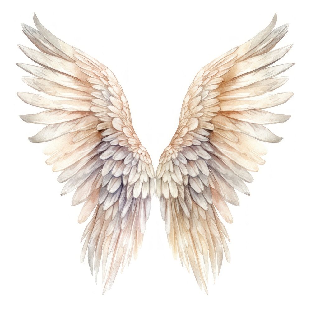 Angel wing bird white background. AI generated Image by rawpixel.