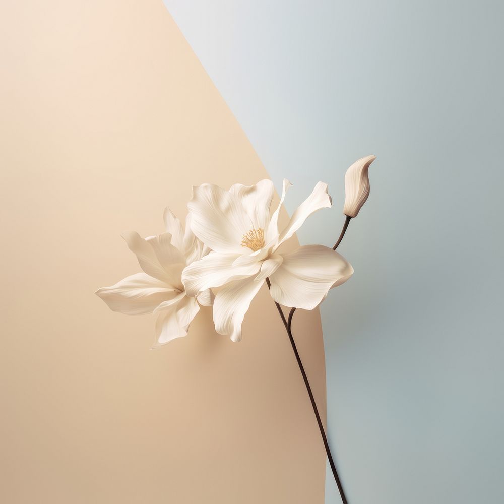 Flower petal plant white. AI generated Image by rawpixel.