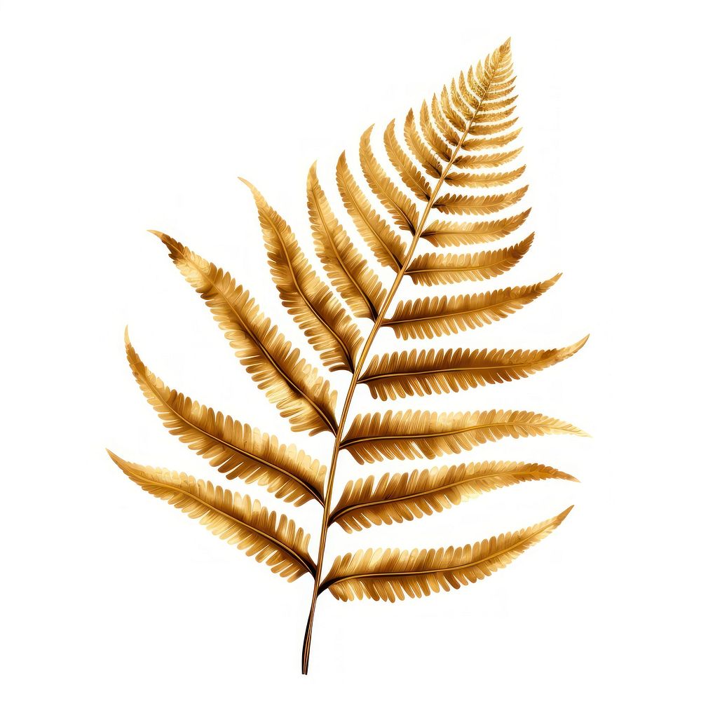 Fern plant leaf white background. AI generated Image by rawpixel.