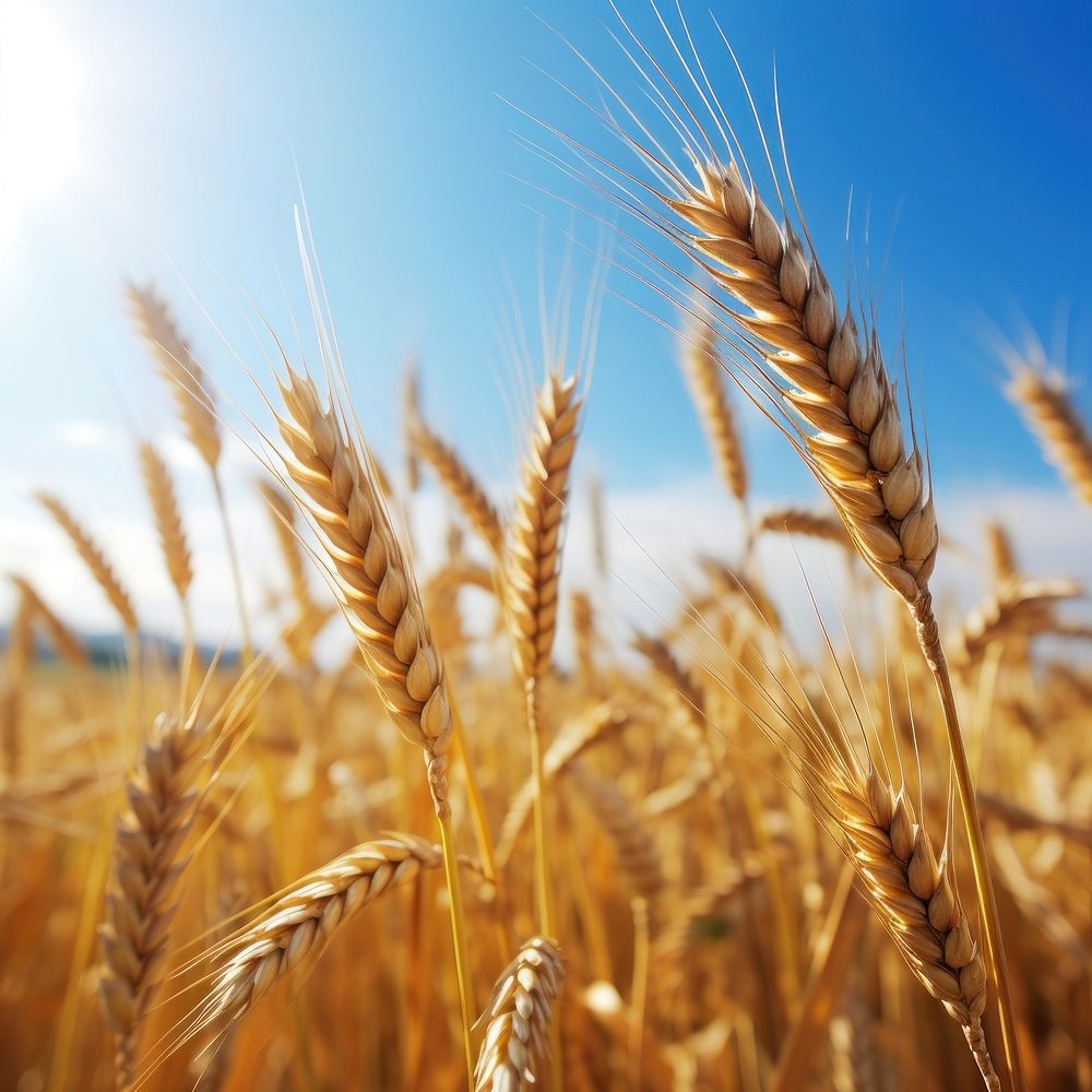 Wheat agriculture outdoors nature. 