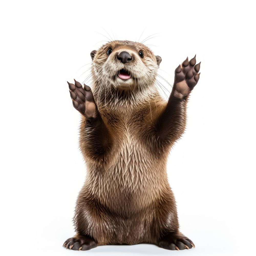 Otter wildlife mammal animal. AI generated Image by rawpixel.