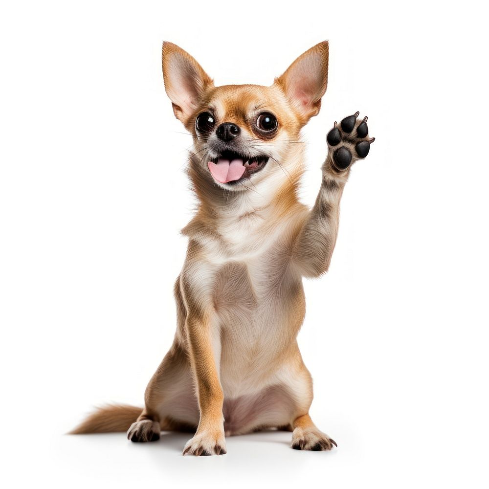 Chihuahua mammal animal pet. AI generated Image by rawpixel.