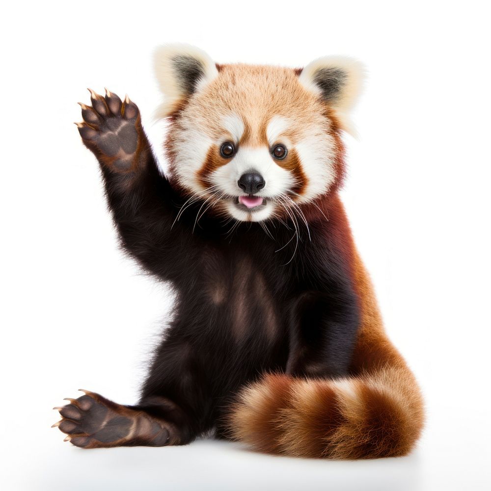 Wildlife mammal animal panda. AI generated Image by rawpixel.
