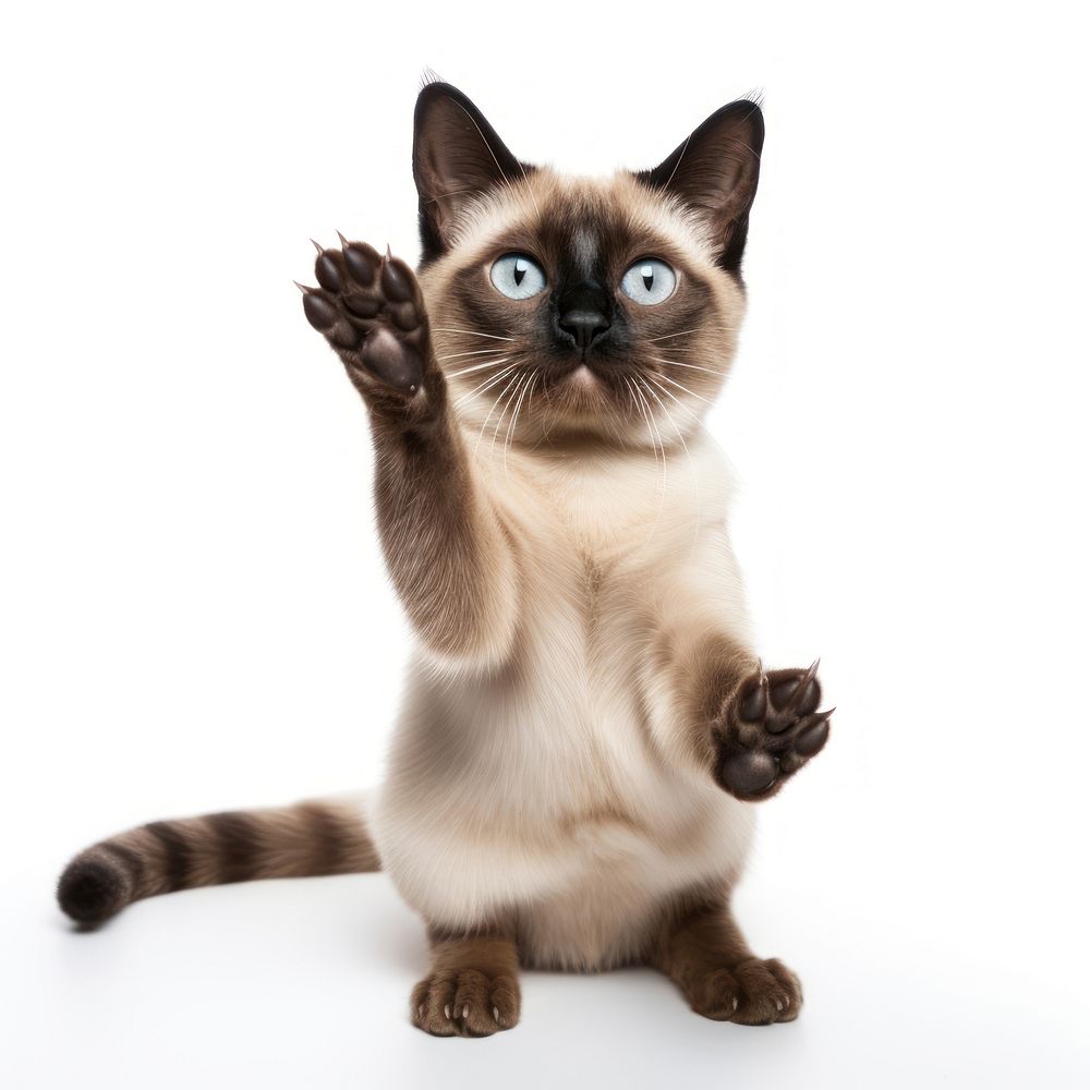 Siamese mammal animal kitten. AI generated Image by rawpixel.