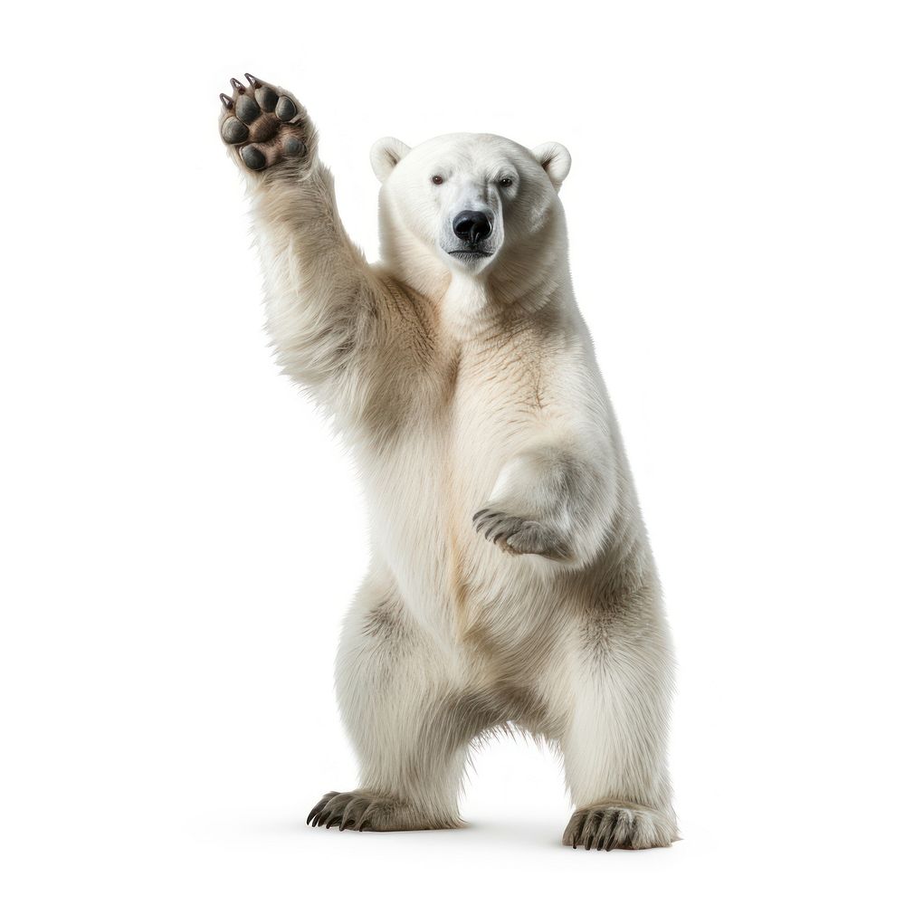 Bear wildlife mammal animal. AI generated Image by rawpixel.