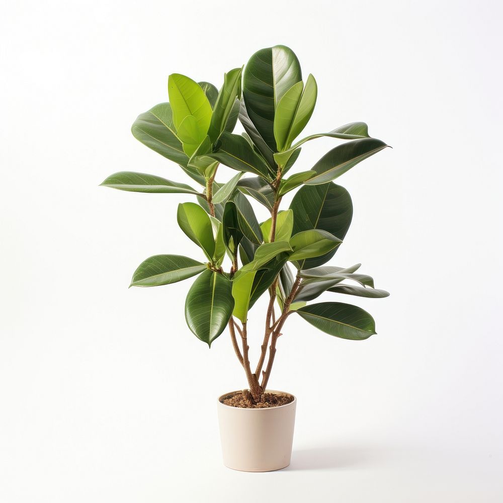 Bonsai plant leaf tree. AI generated Image by rawpixel.