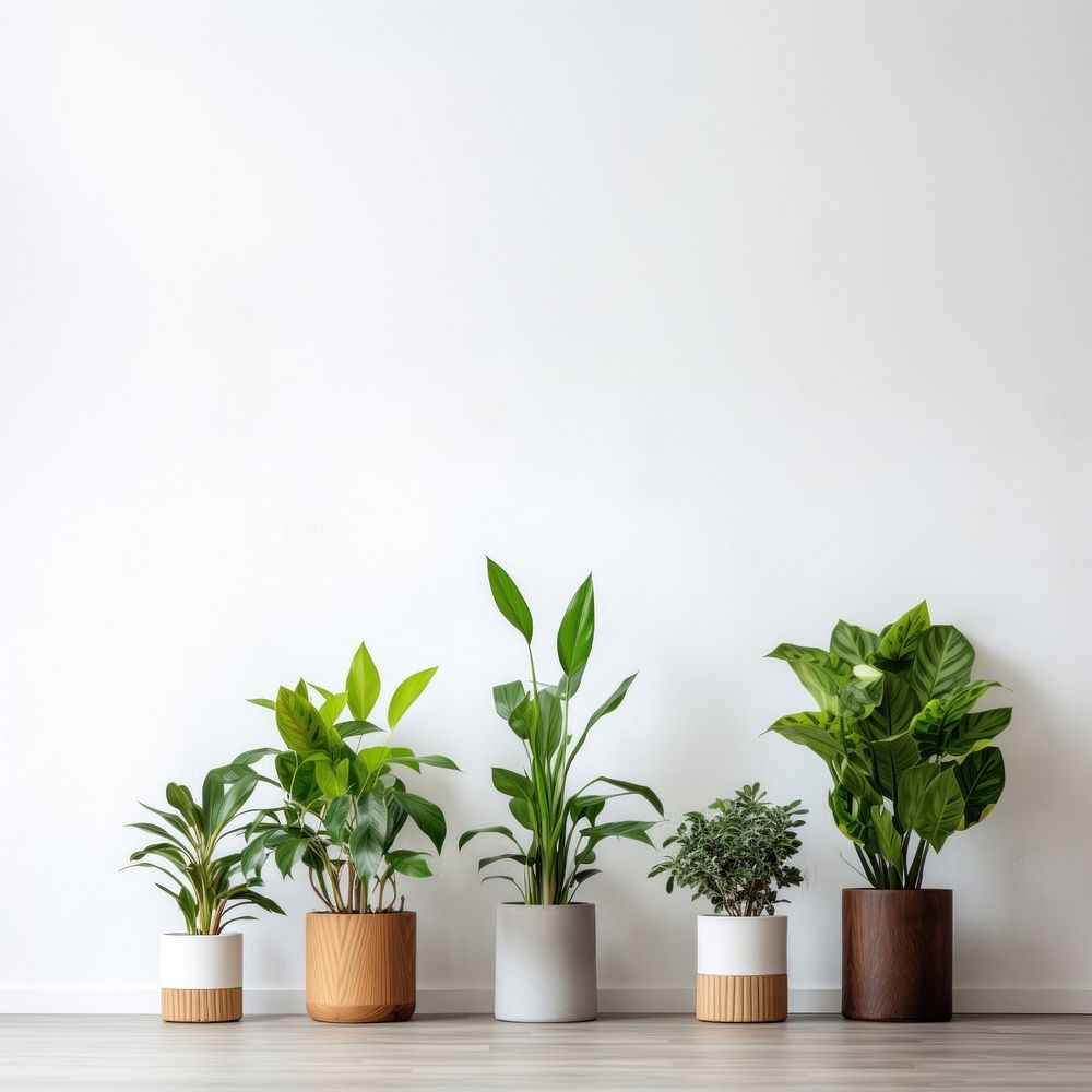 Plant houseplant vase leaf. AI generated Image by rawpixel.