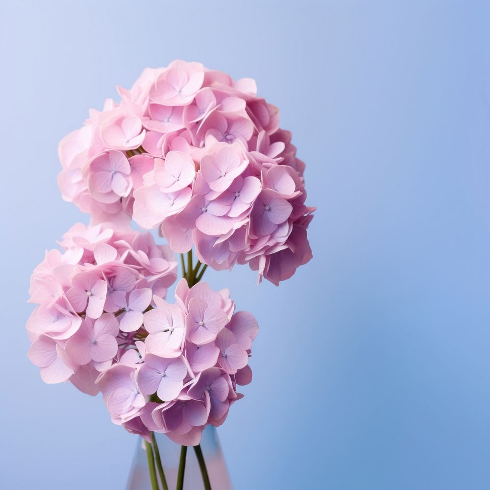 Hydrangea blossom flower petal. 