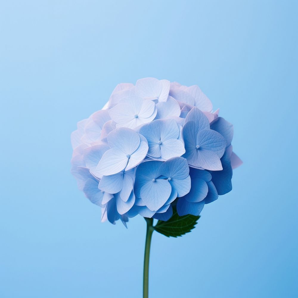 Hydrangea flower petal plant. AI generated Image by rawpixel.