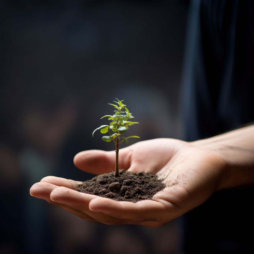 Plant hand planting outdoors. 