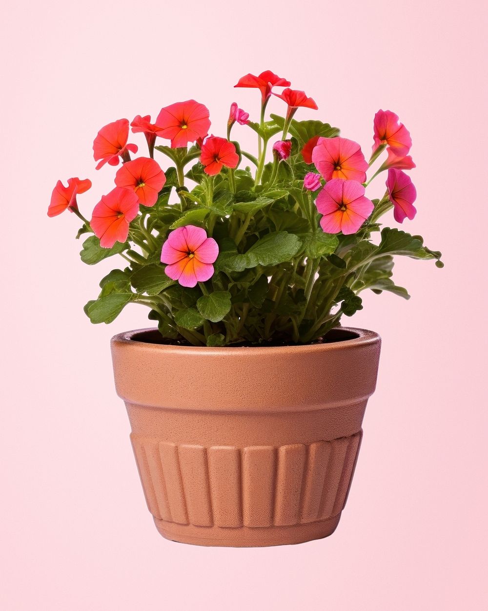 Flower flowerpot plant white background. 