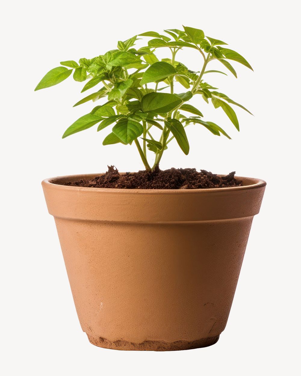 Flowerpot gardening plant herbs. 