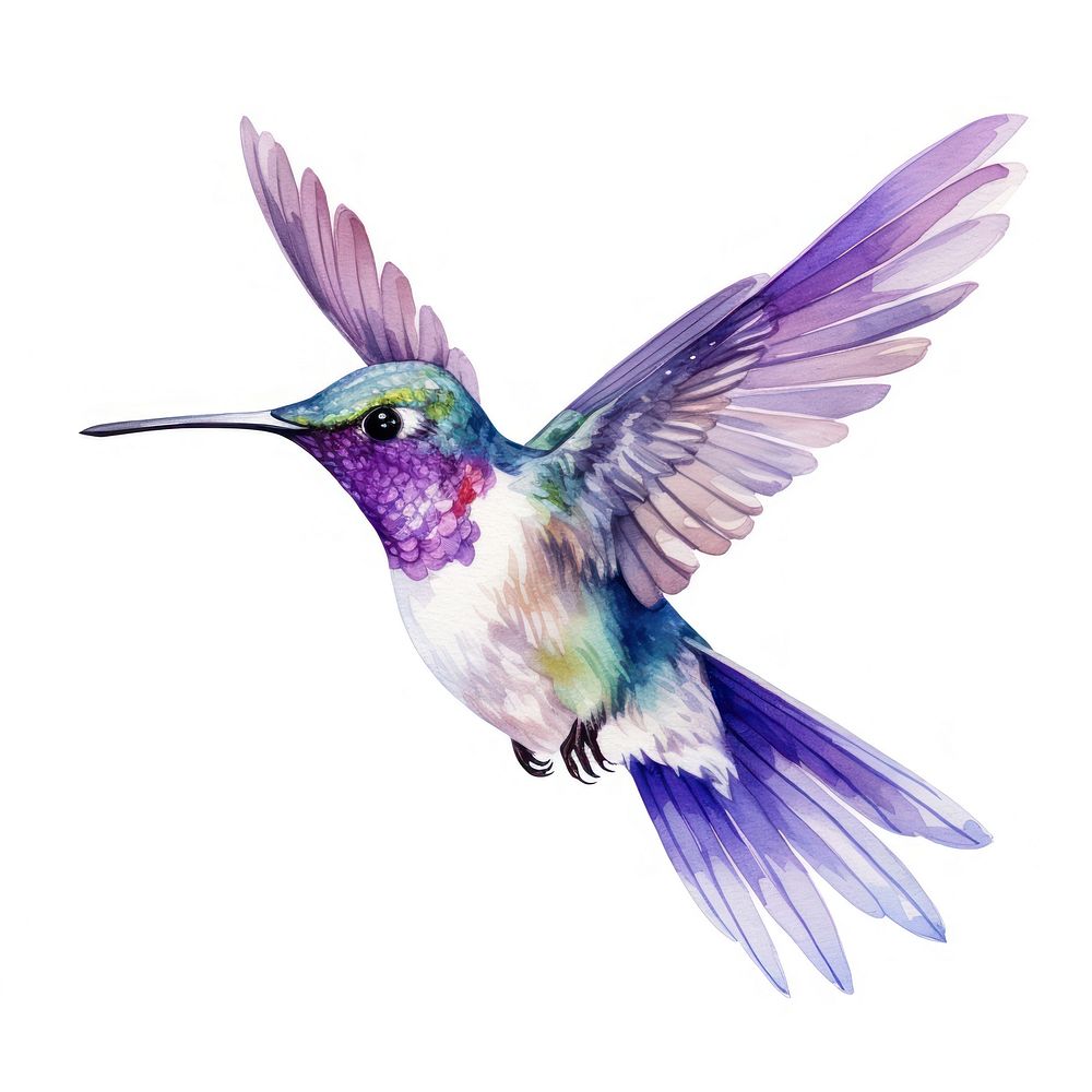 Hummingbird animal flying purple. AI generated Image by rawpixel.