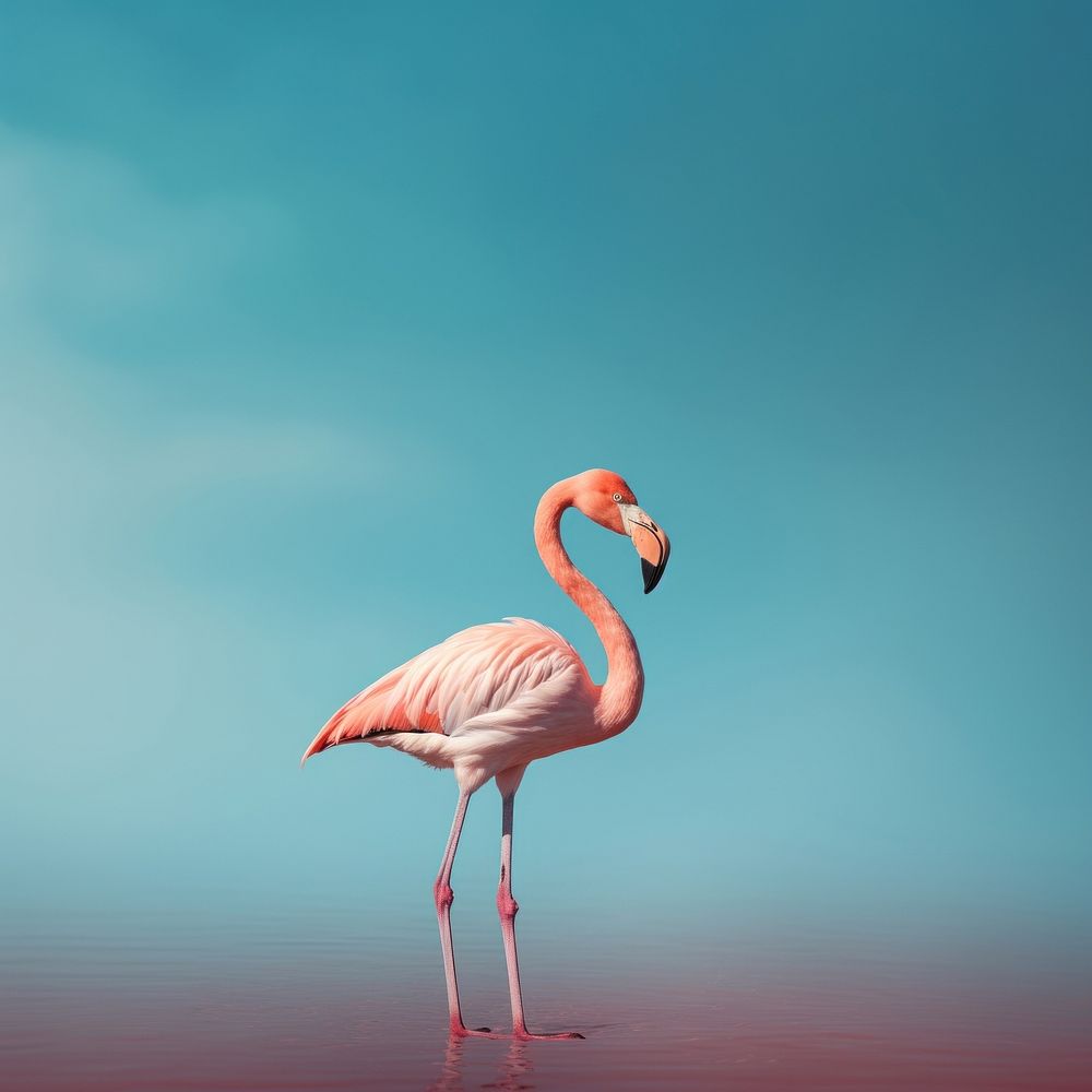 Flamingo animal bird reflection. AI generated Image by rawpixel.