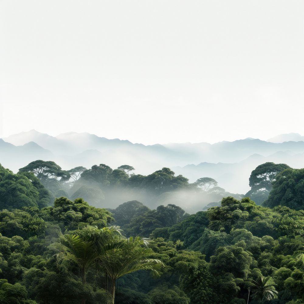 Forest vegetation rainforest outdoors. AI generated Image by rawpixel.