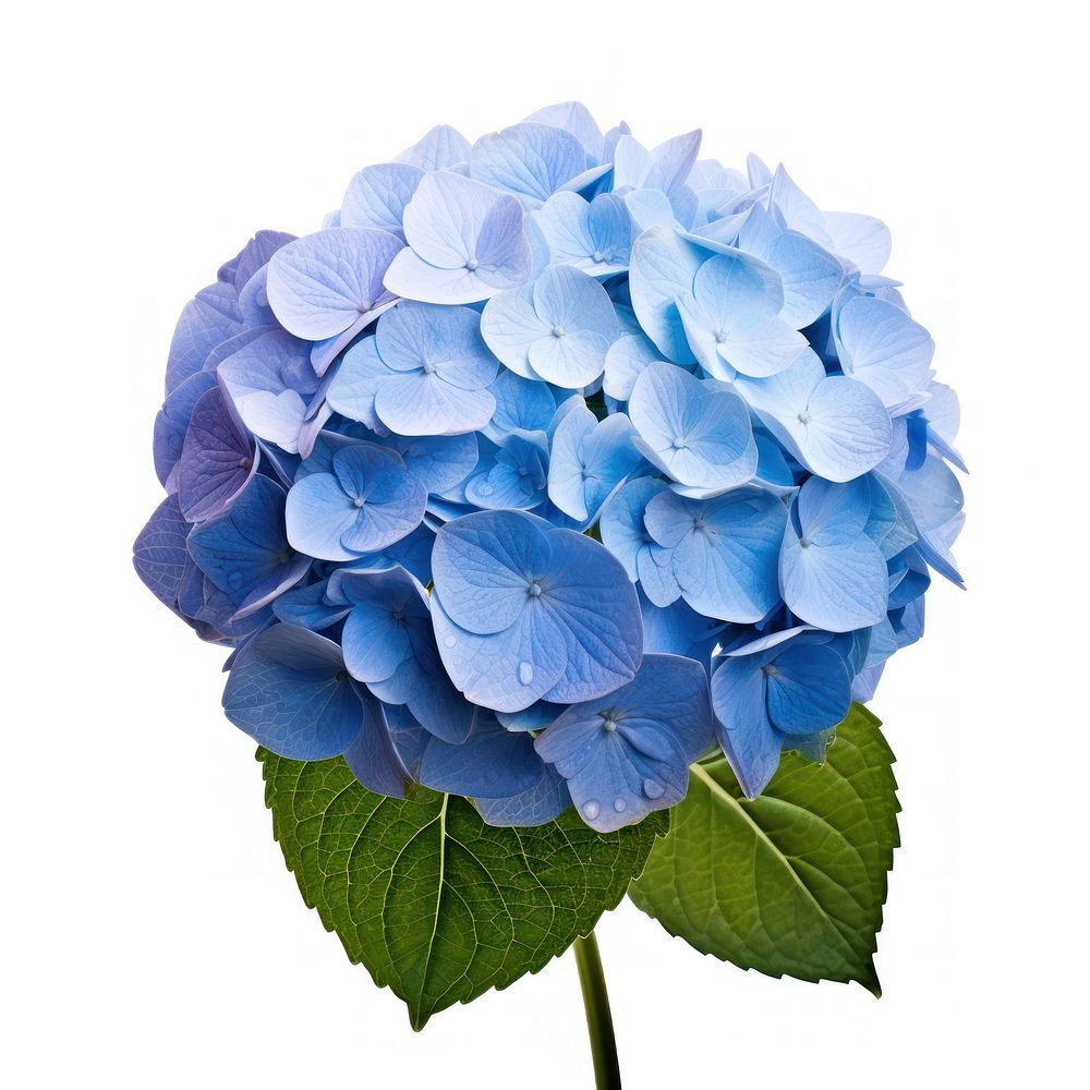 Flower hydrangea plant blue. AI generated Image by rawpixel.